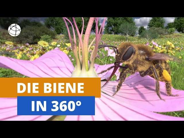 Honeybee in 3D and 360-degree panorama | Planet School