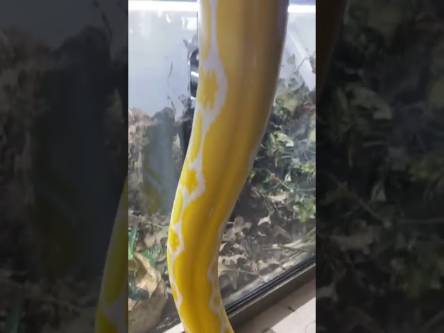 Vet Discusses Reticulated Python Facts