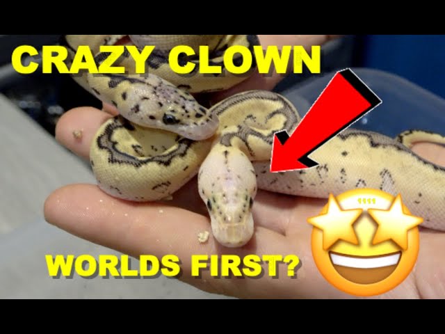 Vanilla Clown Clutch Update! Beautiful Ball Pythons