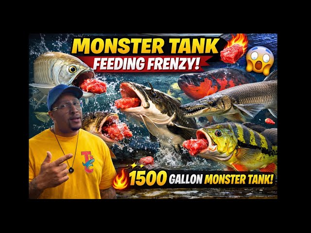 Feeding My 1500 Gallon MONSTER Fish Tank!! INSANE Feeding Frenzy You Have to See! 🐟🔥