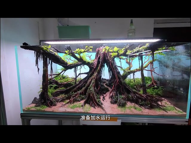 Tree Spirit – 13th Place Winner at IAPLC 2025 World Aquatic Plant Landscape Competition