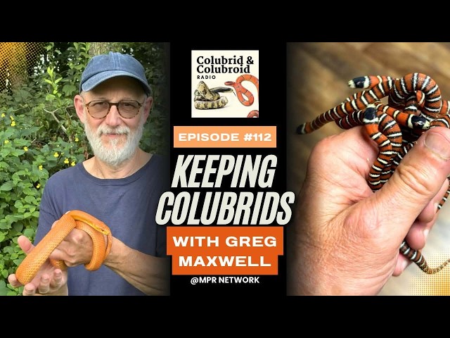 Keeping Colubrids with Greg Maxwell