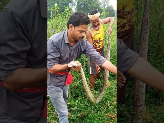 Sorda  Se Indian Rock Python Rescue,Snake Master 