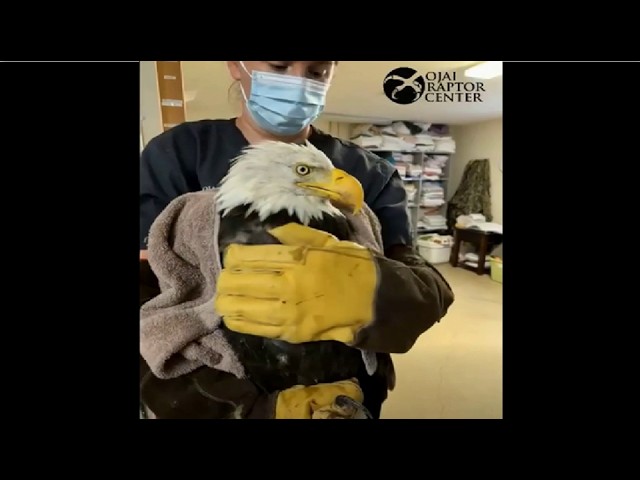 OJAI RAPTOR 💖 BIG BEAR EAGLE JACKIE RECEIVES CONTRAST CT SCAN & BONE MARROW BIOPSY TODAY! 💖 8.5.26
