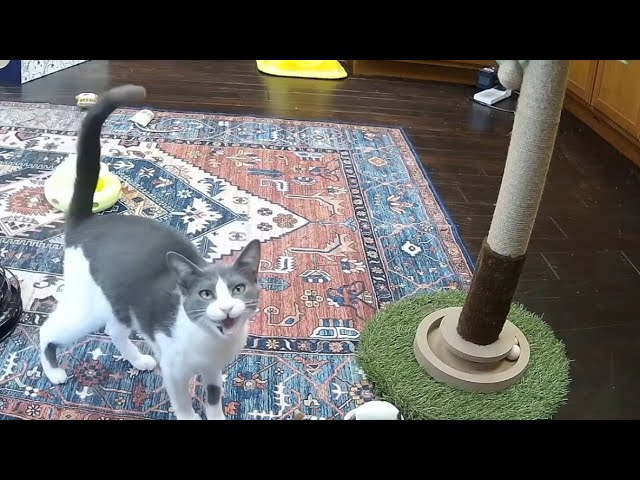 Mailbag 2026-01-24: Popcorn says "It's time for mailbag"