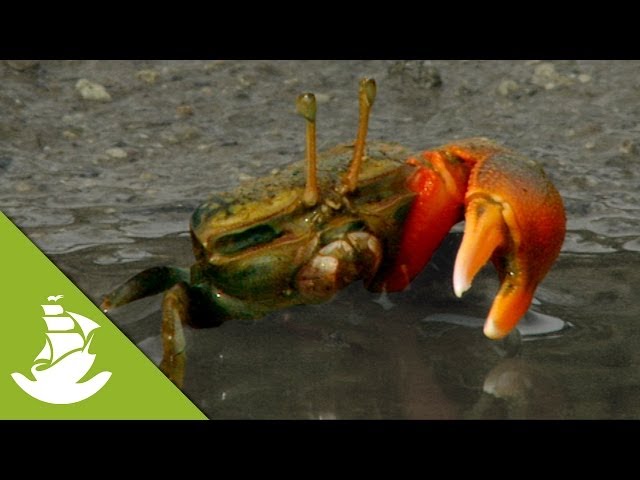 Fiddler Crabs: Only one big claw!