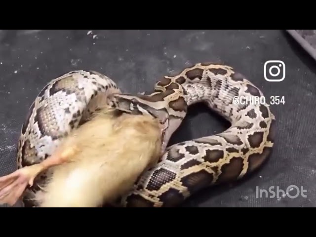 Eating duck #python #snake #reptiles #burmese #reticulatedpython #mukbang #feedshorts #animals 