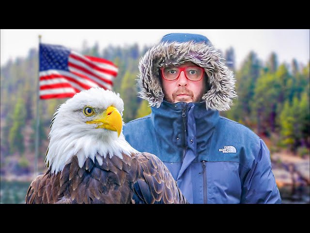 Let's Talk About America's Iconic Bald Eagle
