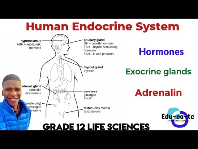 Human Endocrine System - Grade 12 Life Sciences