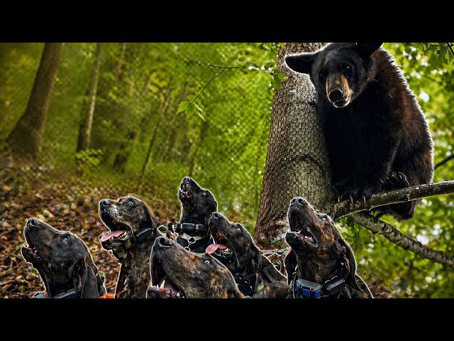 2 BEARS UP! Bear Chasin’ with Hounds