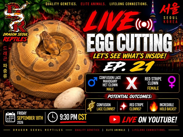 **🔥 LIVE Egg Cutting Ep. 21 | Confusion Lace Red Stripe Mahogany Clown Project |**
