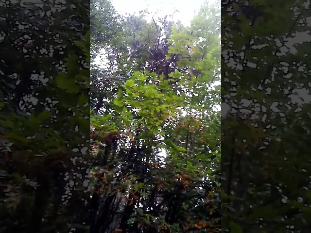 Cape Cod Nature Sounds