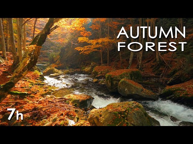 Autumn Forest - River Sounds - Relaxing Nature Video - White Water - HD - 1080p