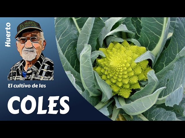 COL: how to easily grow cabbages. Full culture