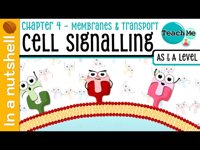 (Chapter 4) - Cell Signalling [In A Nutshell] - Cambridge AS & A Level Biology (9700)