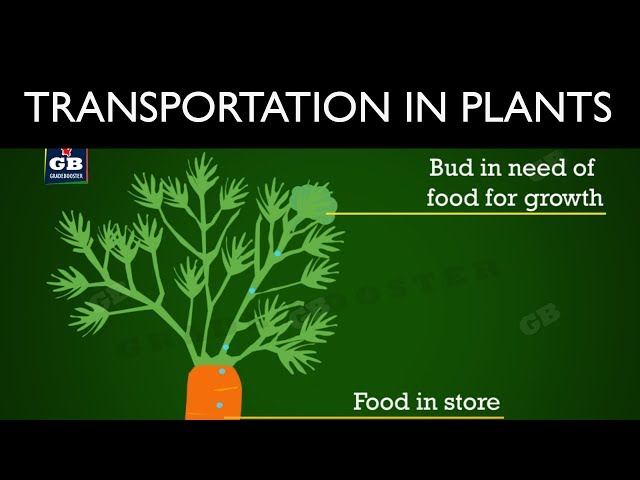 #Transportation in plants : Life processes : 10th Biology : CBSE : ncert class 10 : X Science