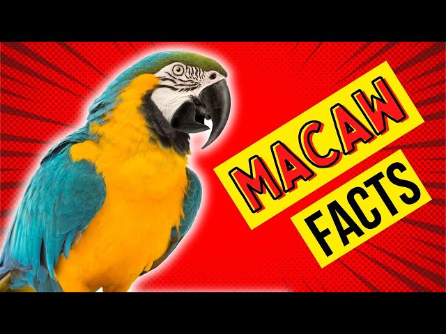 😱10 Mind-Blowing Macaw Parrot Facts You Need To Know!😱
