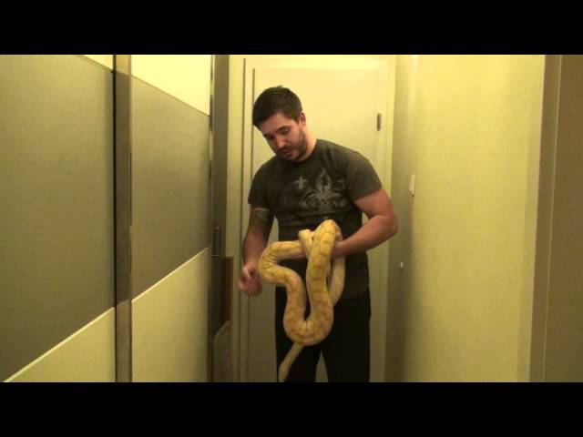 Purple Albino super dwarf reticulated python