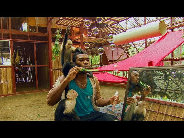 Monkeys Play with BUBBLES! | BBC Earth