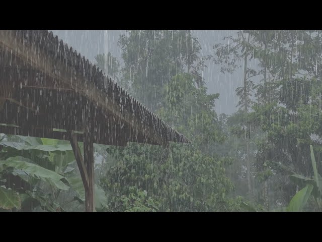 Sleep Instantly with Heavy Rain on roof | Gentle Village Rain Ambience
