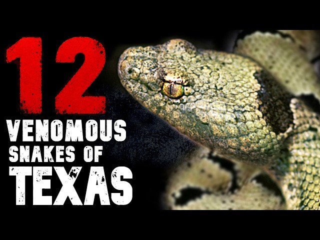Every Venomous Snake in Texas EXPLAINED (Yes, All 12 of Them)