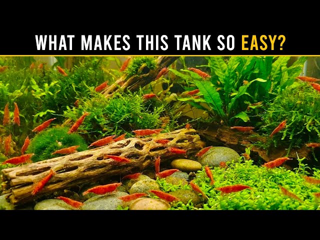 Here's Why This SIMPLE Shrimp Tank Setup Gets Better With Time!
