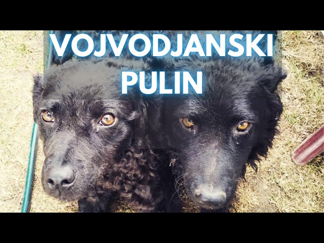 Vojvodjanski Pulin - Facts and Information