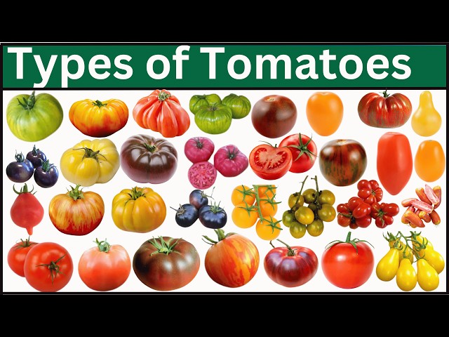 Types Of Tomatoes | Explore 125 Tomatoes From Around The World