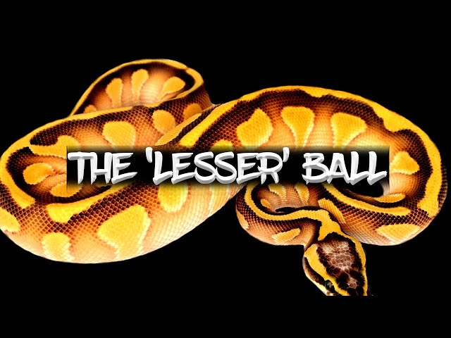 The 'Lesser' Ball Python