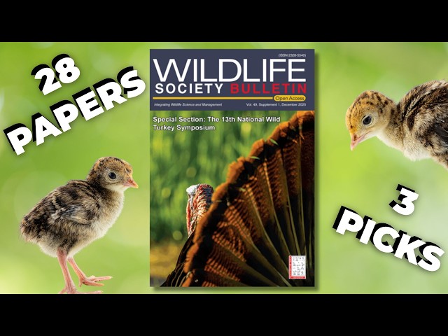 Scientists Pick Their Favorite Turkey Papers From The Wild Turkey Symposium