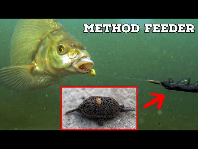 Method feeder fishing with underwater camera (and a surprise)