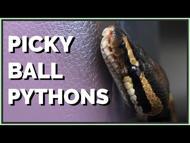 Why Your Ball Python Won't Eat - Feeding Picky Snakes