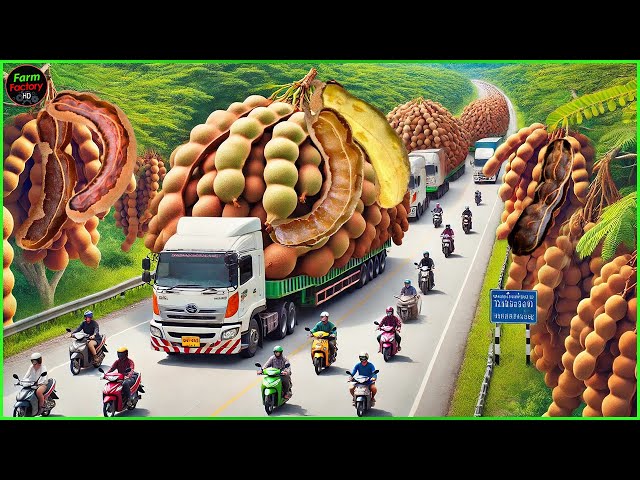 How Thai Farmer 45,000 tons of Tamarind Harvested | Process sugared dry tamarind in Factory
