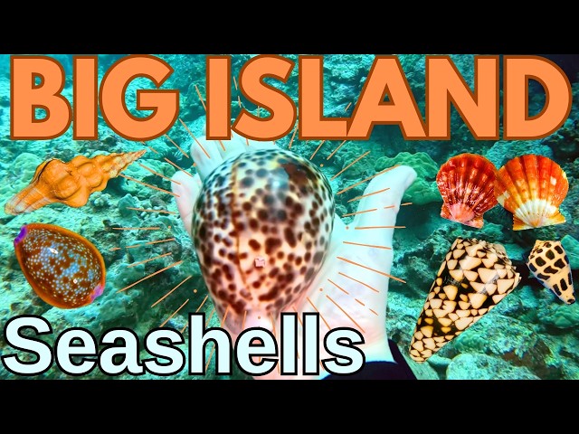 Searching for Seashells on Big Island Hawaii | Rare Cone Shells + Sunrise Shells!