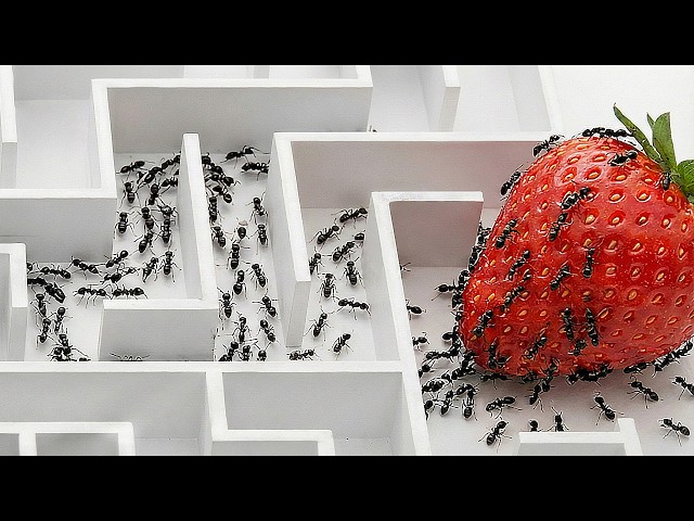 World's Smartest Ants vs. 5 Puzzles
