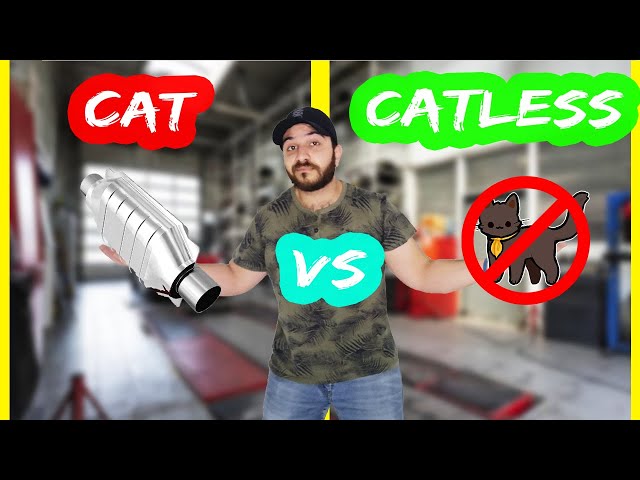 Things to Know Before Doing a Cat Delete #decat #catless #catdelete