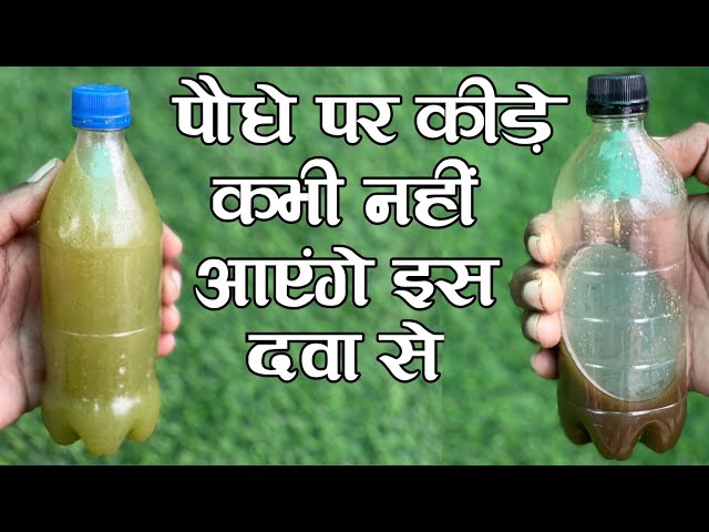 Insects will never come on the plant with this medicine RnKushwaha