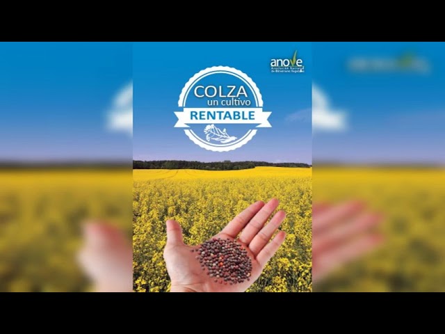Siembra de colza oleaginosa: cómo y cuándo hacerlo