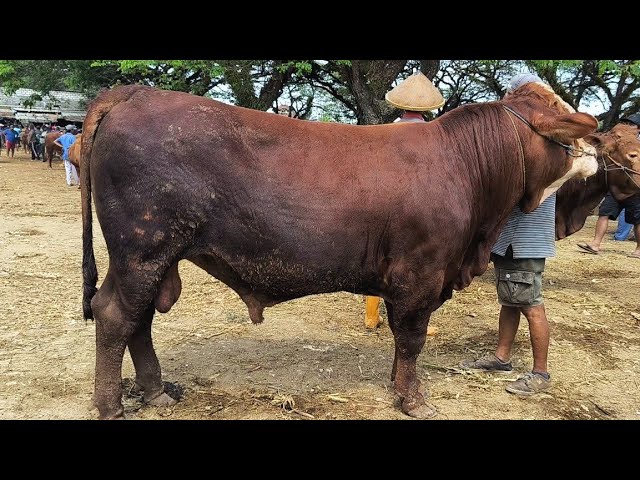 Prices Plummet, No Buyers!! Super Simmental Won't Sell!! Jatirogo Cattle Market