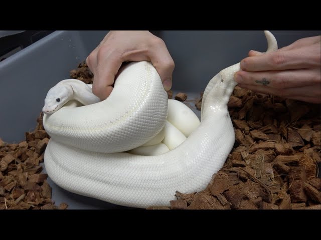 How We Put Away Ball Python Eggs At Mutation Creation