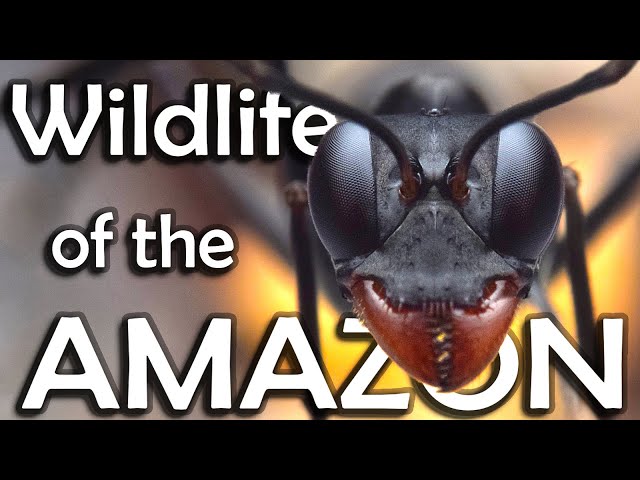 Rare insects in the AMAZON RAINFORREST - Documentary