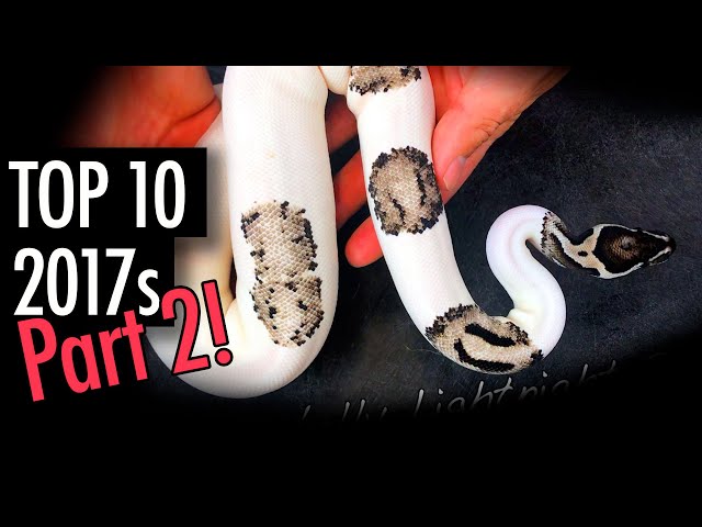 Top 10 Ball Python Combos! Pt #2! (JKR's 2017 Season)