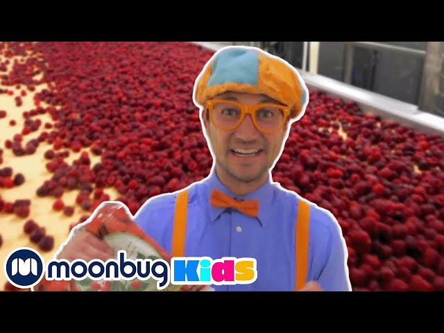 Blippi Visits a Raspberry Factory | Blippi | Kids Songs | Moonbug Kids