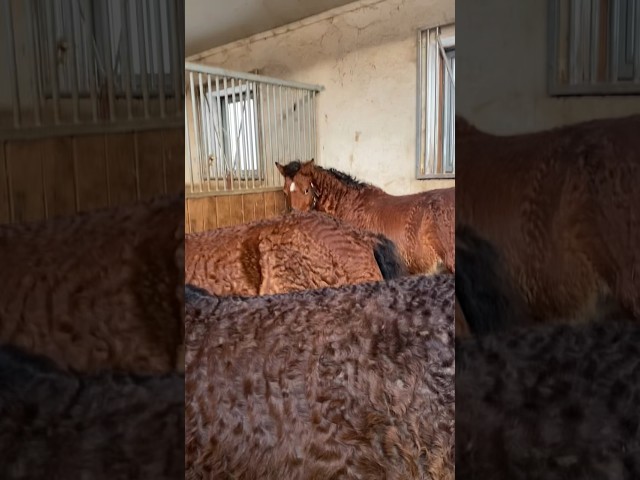 XXXL Stallvlog🤩🐴 #horses #equestrian #vlog