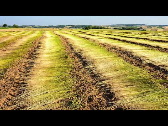 The Life Cycle of Flax | Modern Agriculture Planting and Harvesting Natural Flax Fibers