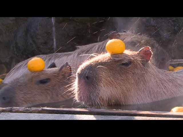 Funny Capybara Videos Try Not To Laugh Challenge