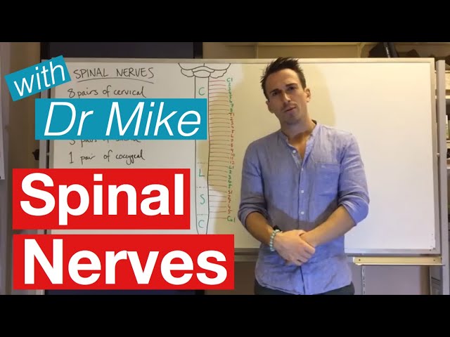 Spinal Nerves