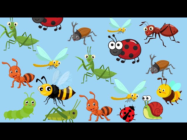 Bugs Names | Insects and Bugs Names for Kids  🐞🕷️ | Preschool Kids Learn, Insect Learning | Bugs
