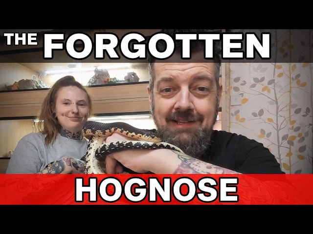Best Hognose Snake? Madagascan Giant Hognose Care