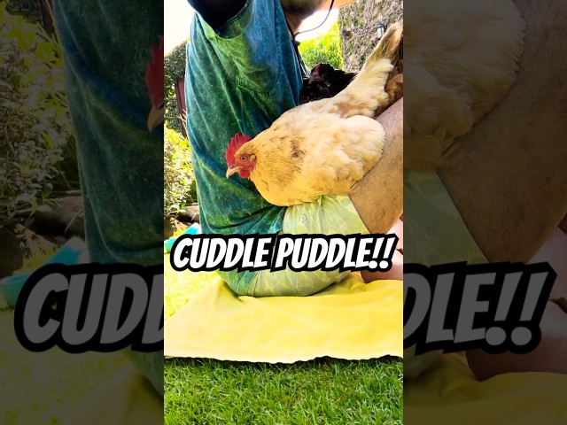 PURE LOVE 💕🐔 Chicken Cuddle Overload!! So Cute LOL!!